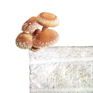 micelio profesional en bolsa de la variedad shiitake